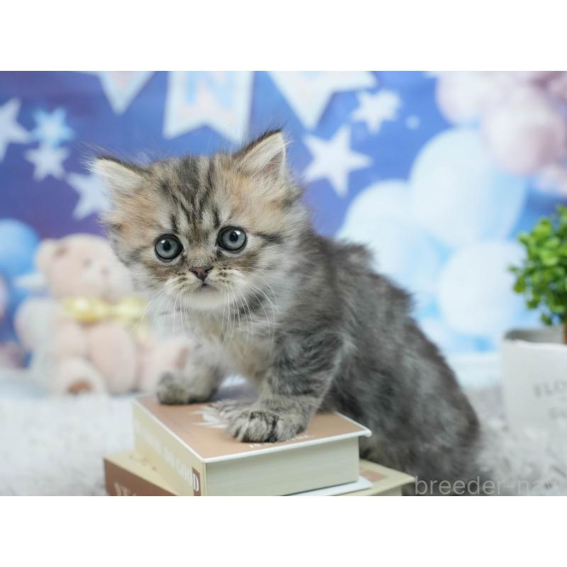 販売中の茨城県のミヌエット-124762の2枚目