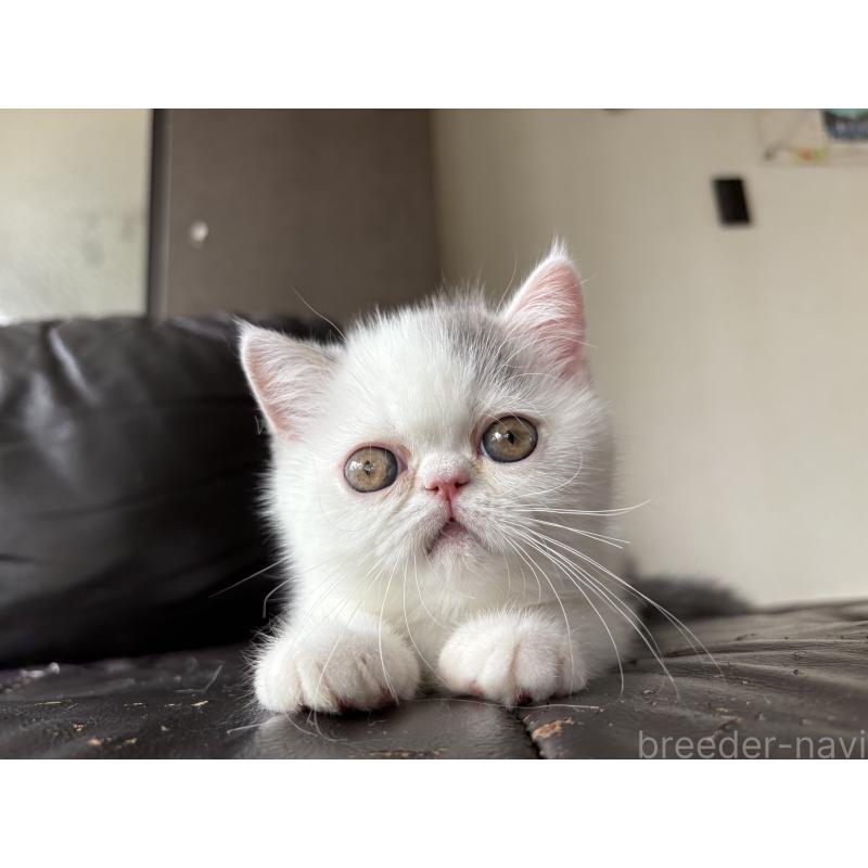 成約済の愛知県のエキゾチックショートヘア-123470の5枚目