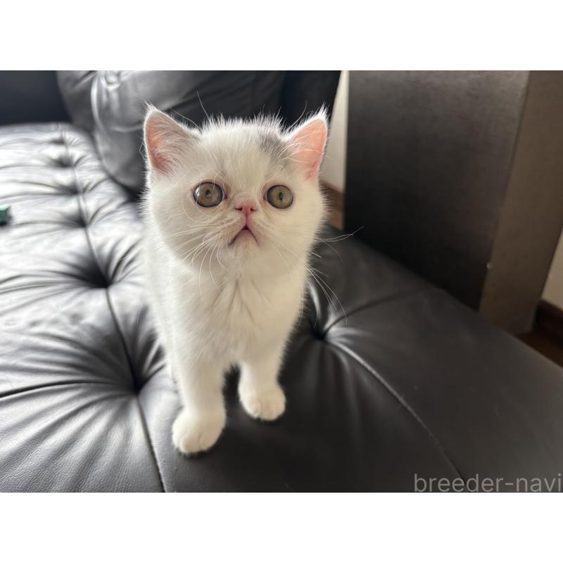 成約済の愛知県のエキゾチックショートヘア-123470の4枚目