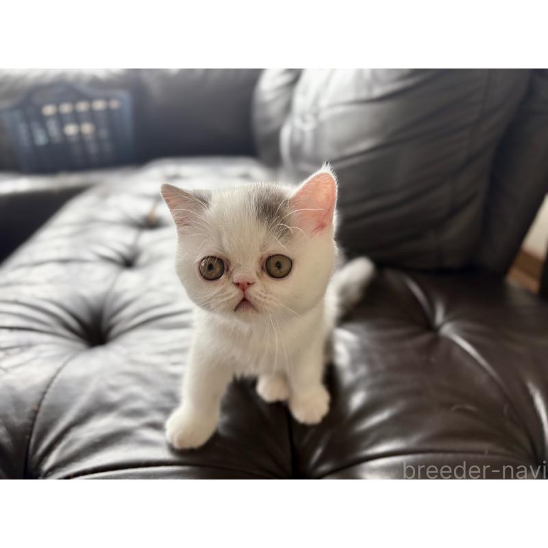 成約済の愛知県のエキゾチックショートヘア-123470の3枚目