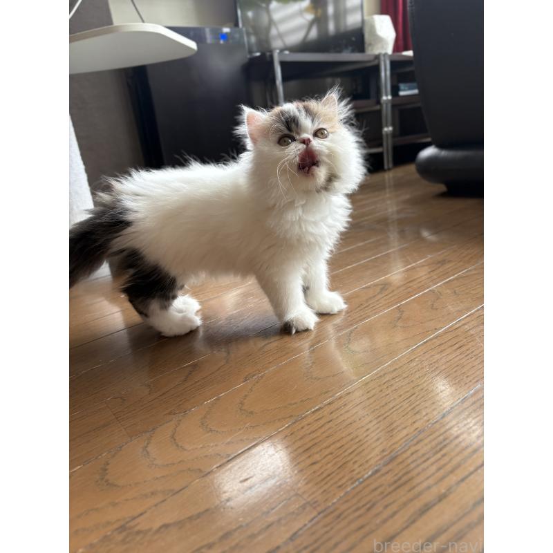 成約済の愛知県のエキゾチックロングヘア-123469の7枚目