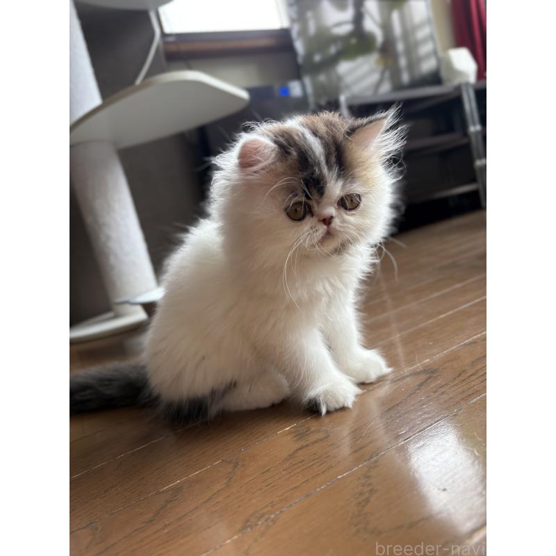 成約済の愛知県のエキゾチックロングヘア-123469の6枚目