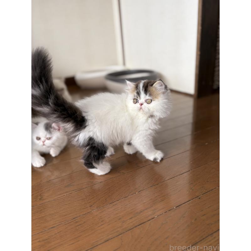 成約済の愛知県のエキゾチックロングヘア-123469の5枚目