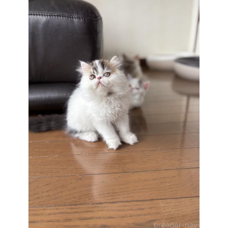 成約済の愛知県のエキゾチックロングヘア-123469の4枚目