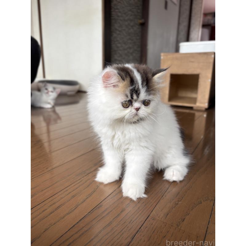 成約済の愛知県のエキゾチックロングヘア-123469の3枚目