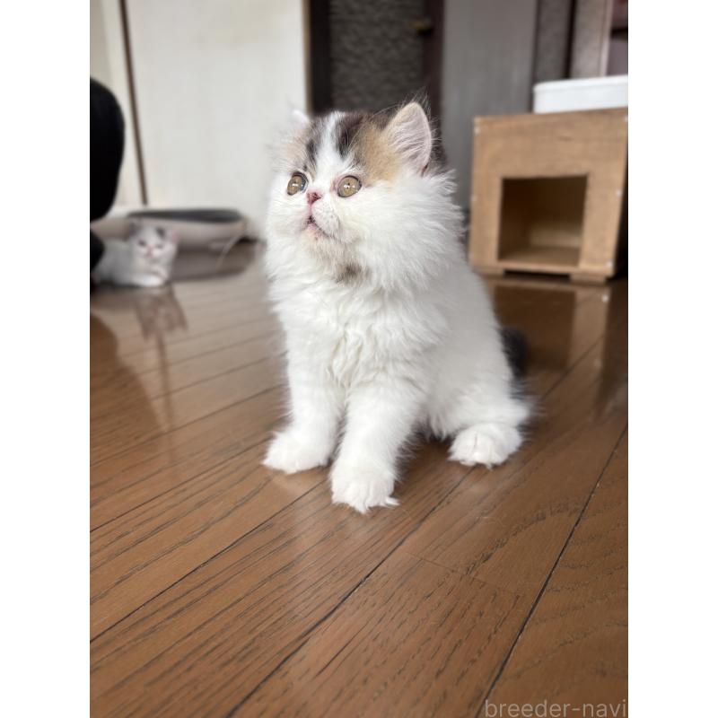 成約済の愛知県のエキゾチックロングヘア-123469の2枚目