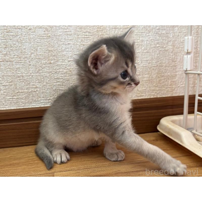 販売中の千葉県のソマリ-124794の3枚目