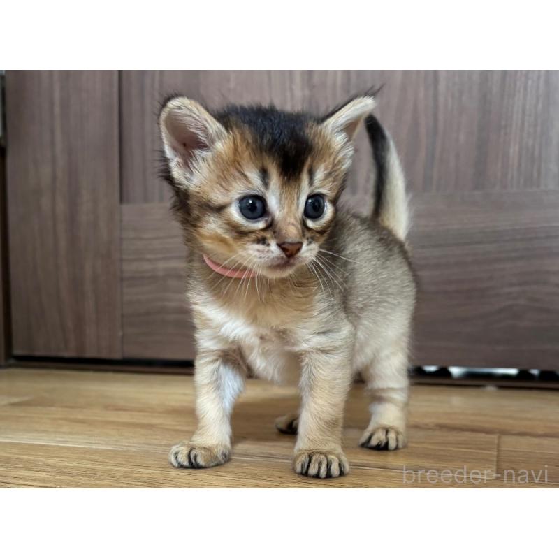 販売中の千葉県のソマリ-124795の4枚目