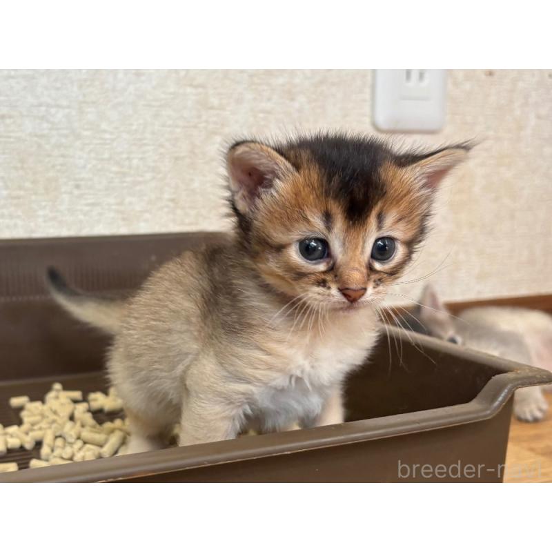 販売中の千葉県のソマリ-124795の3枚目