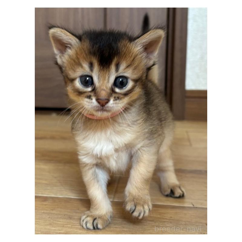 販売中の千葉県のソマリ-124795の2枚目