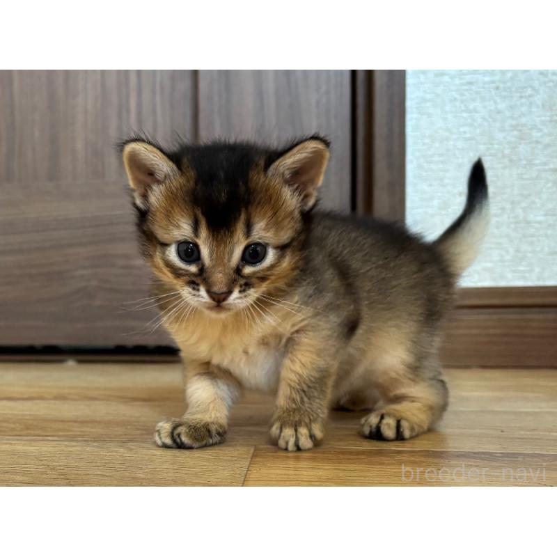 販売中の千葉県のソマリ-124796の3枚目