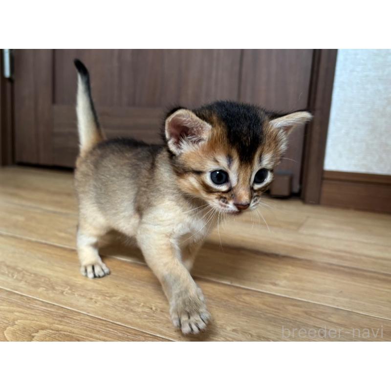 販売中の千葉県のソマリ-124797の6枚目