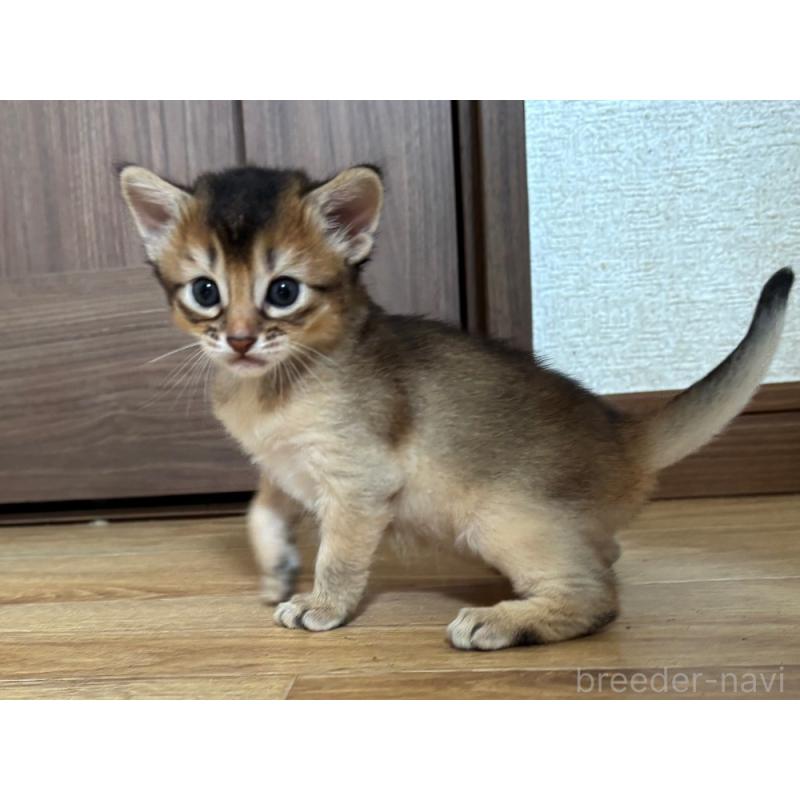 販売中の千葉県のソマリ-124797の3枚目