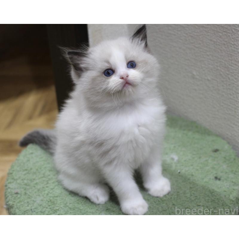 販売中の山梨県のラグドール-124577の7枚目