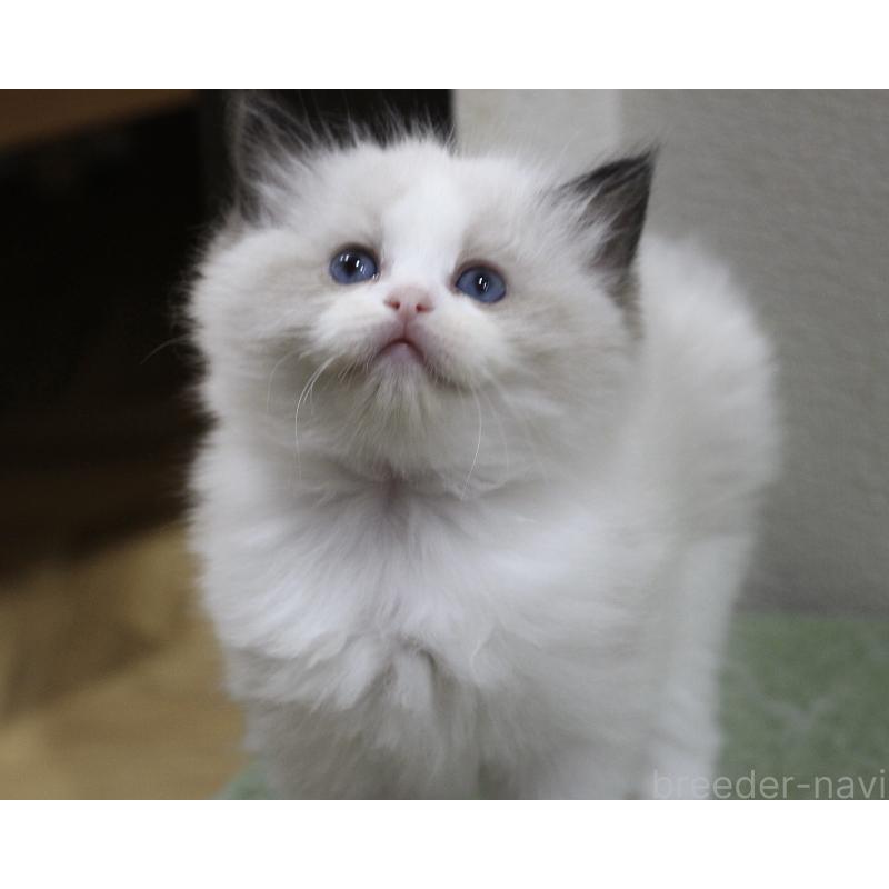 販売中の山梨県のラグドール-124577の6枚目