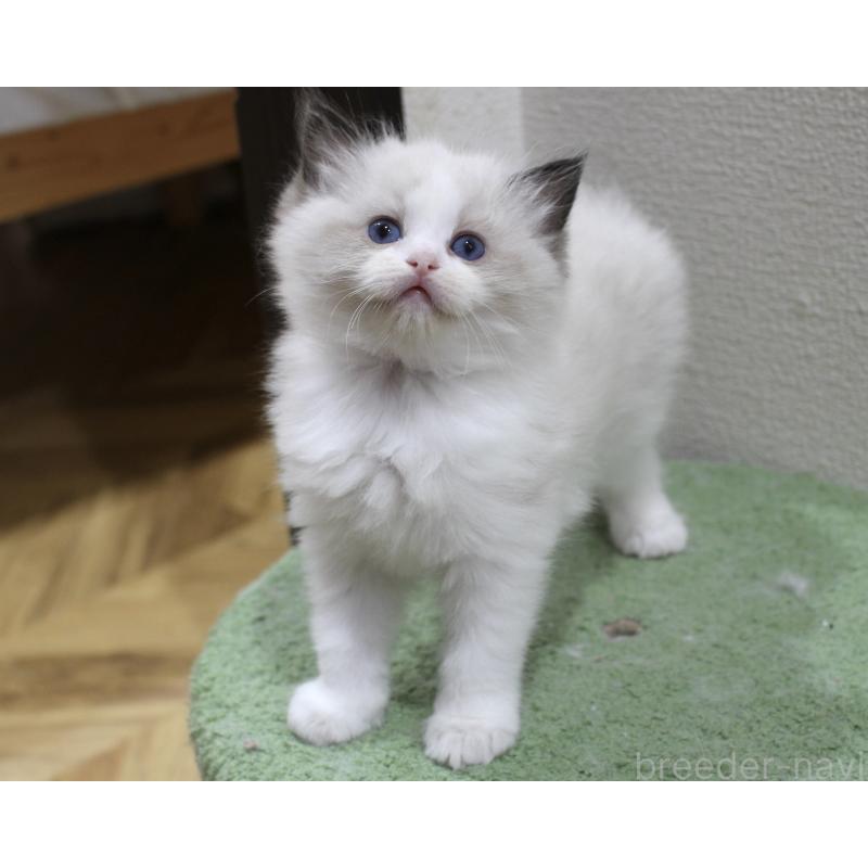 販売中の山梨県のラグドール-124577の5枚目