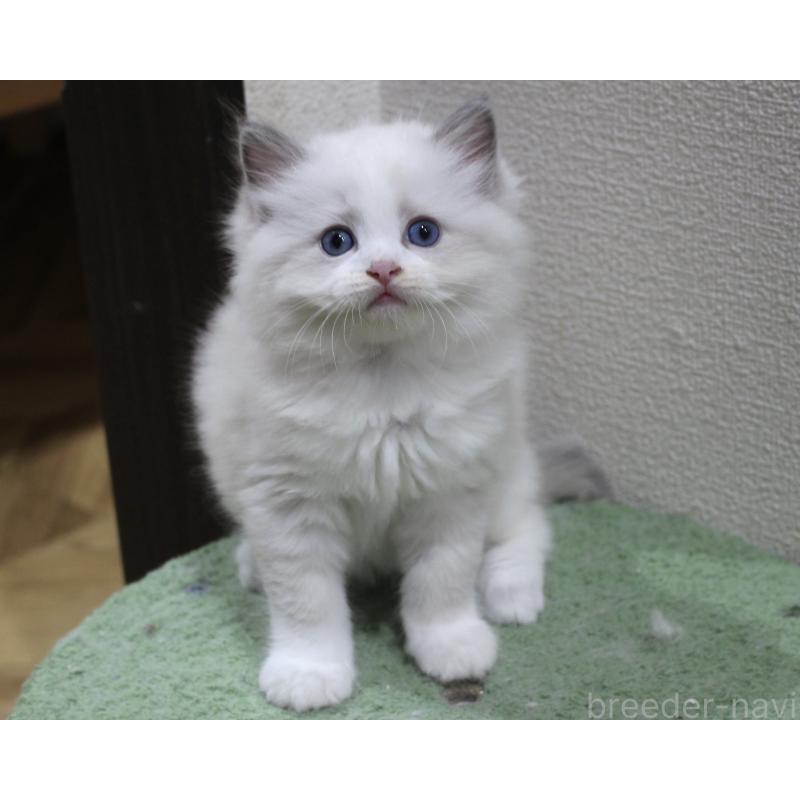 販売中の山梨県のラグドール-123973の8枚目
