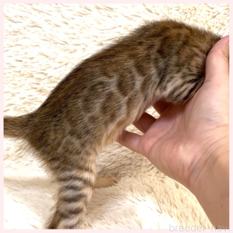 販売中の群馬県のベンガル-124773の4枚目