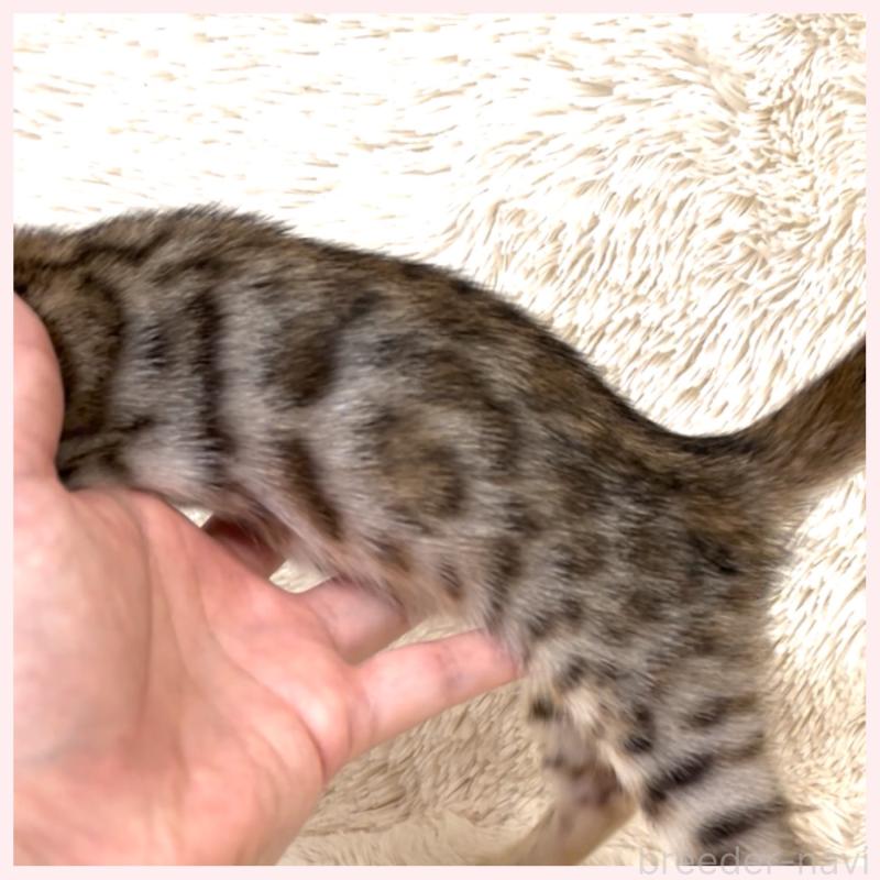 販売中の群馬県のベンガル-124774の5枚目