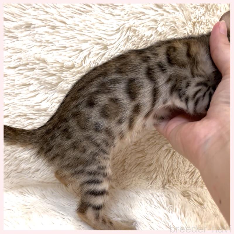 販売中の群馬県のベンガル-124774の4枚目