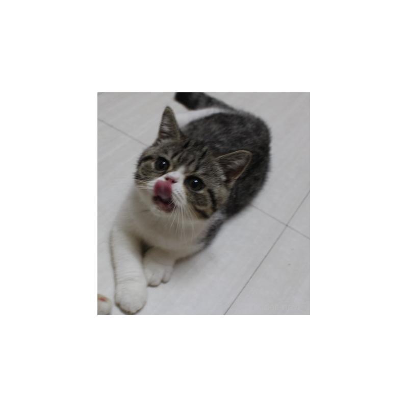販売中の静岡県のエキゾチックショートヘア-124776の2枚目