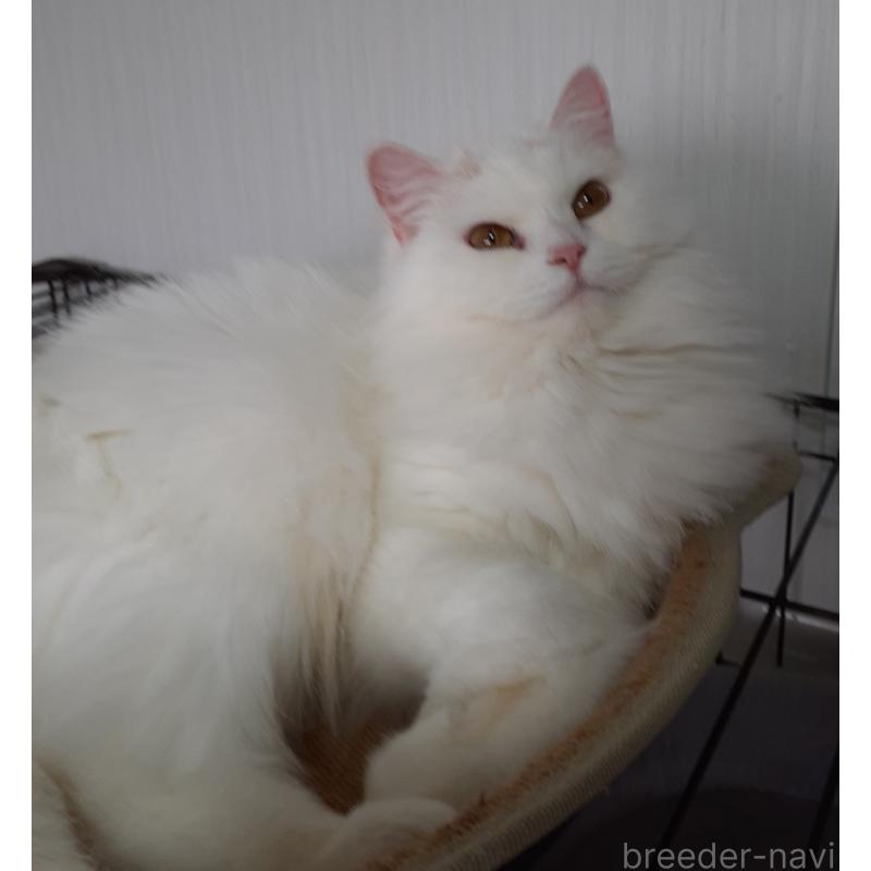 ラムちゃん1枚目