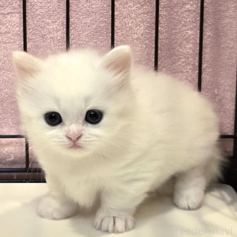 販売中の福岡県のマンチカン(短足)-124783の3枚目