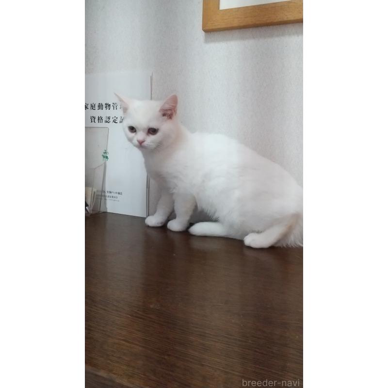 成約済の栃木県のスコティッシュフォールド-120116の3枚目