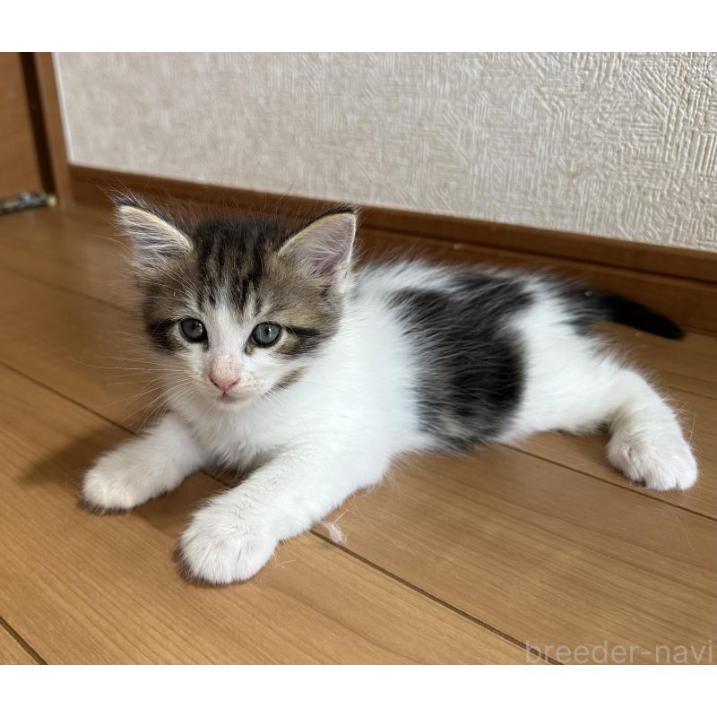 販売中の千葉県のサイベリアン-124837の5枚目