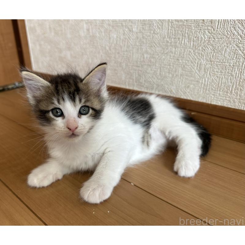 販売中の千葉県のサイベリアン-124837の3枚目