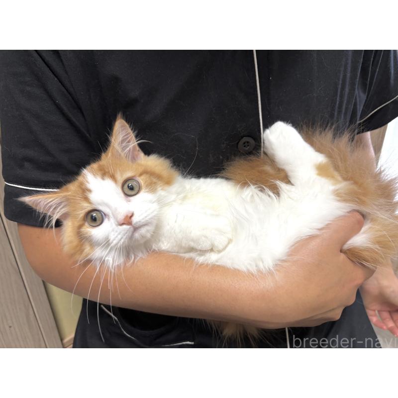 販売中の群馬県のミヌエット(短足)-122708の5枚目