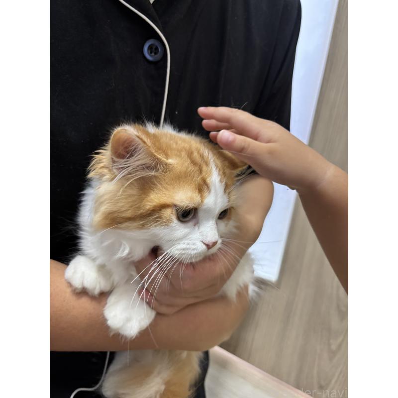 販売中の群馬県のミヌエット(短足)-122708の4枚目