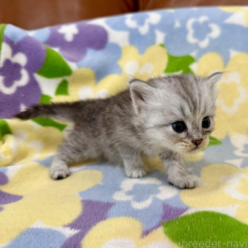 販売中の神奈川県のマンチカン-124847の9枚目