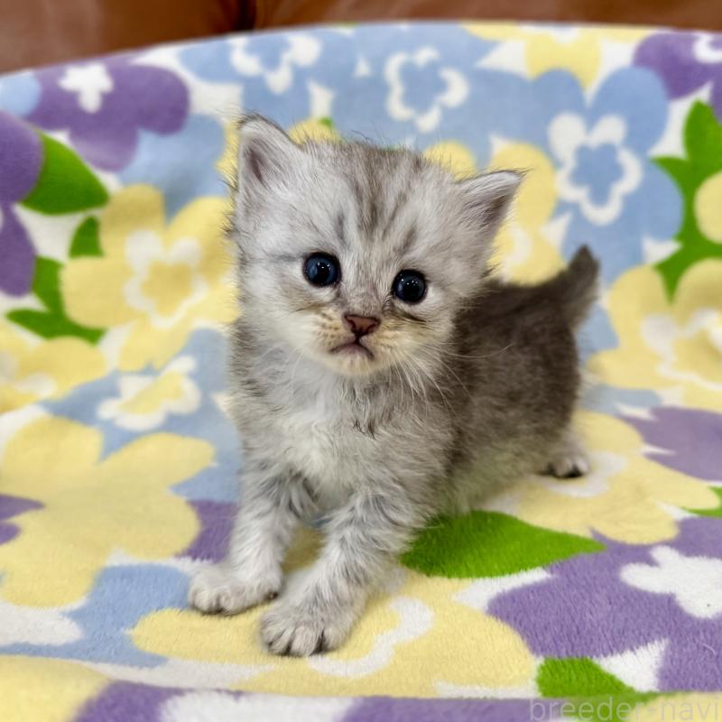 販売中の神奈川県のマンチカン-124847の5枚目