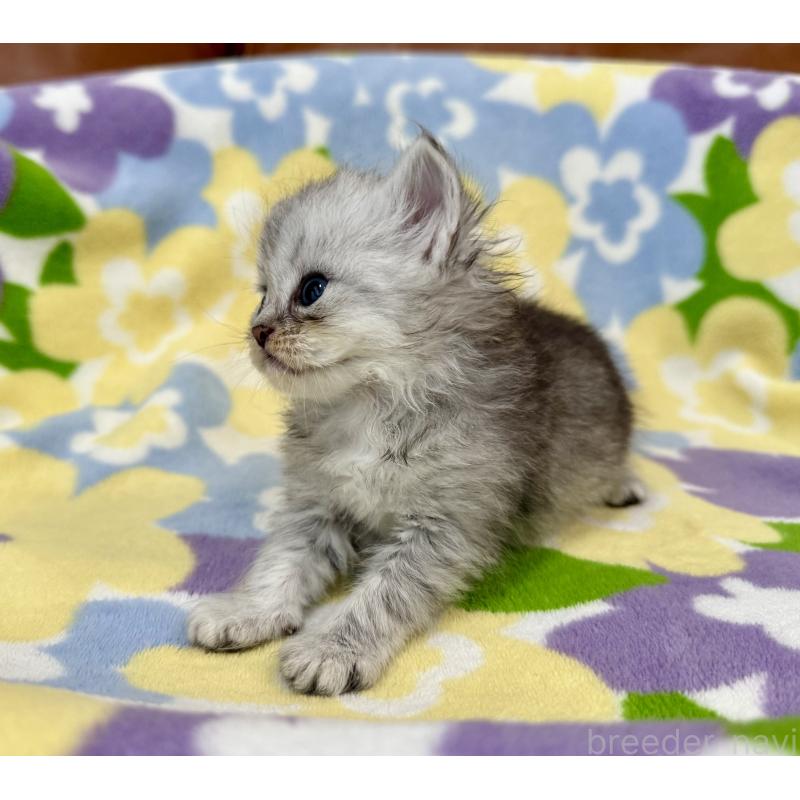 販売中の神奈川県のマンチカン-124847の3枚目