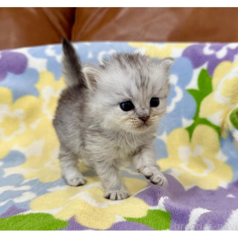 販売中の神奈川県のマンチカン-124848の9枚目