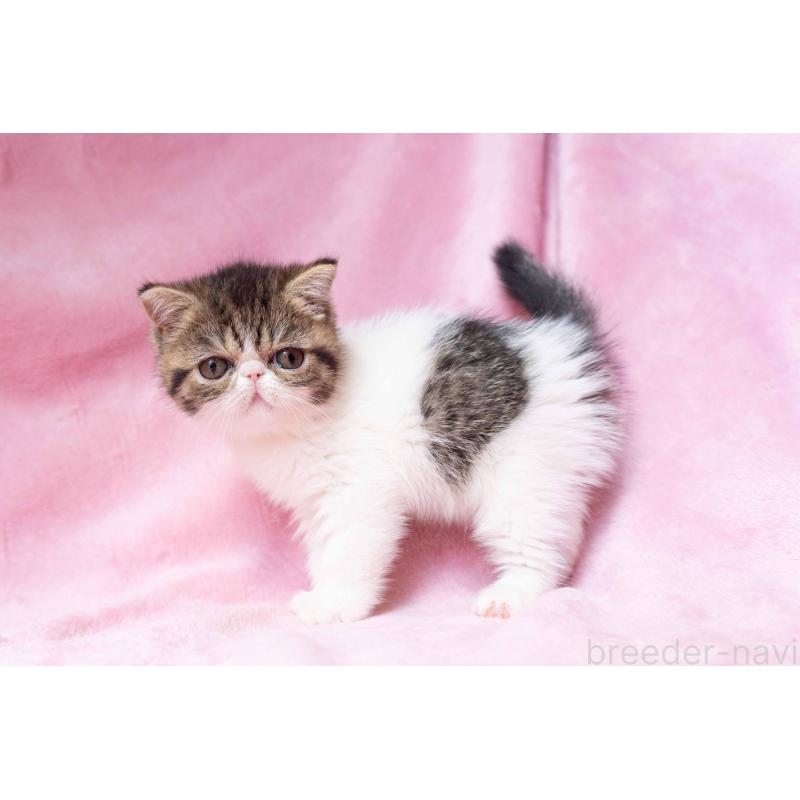 成約済の東京都のエキゾチックショートヘア-124505の2枚目