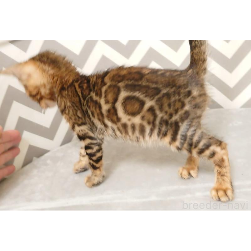 販売中の千葉県のベンガル-124864の3枚目