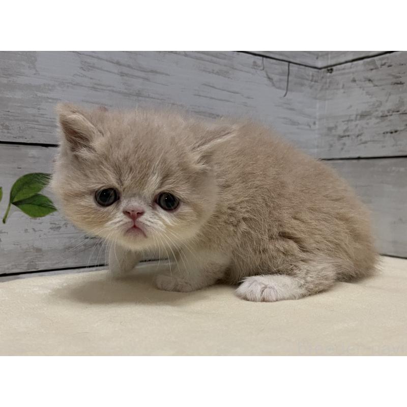 販売中の山梨県のエキゾチックショートヘア-124817の12枚目