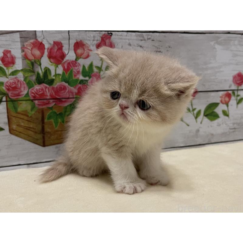 販売中の山梨県のエキゾチックショートヘア-124817の11枚目
