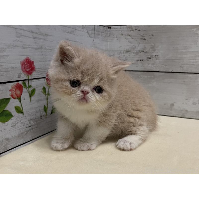 販売中の山梨県のエキゾチックショートヘア-124817の10枚目