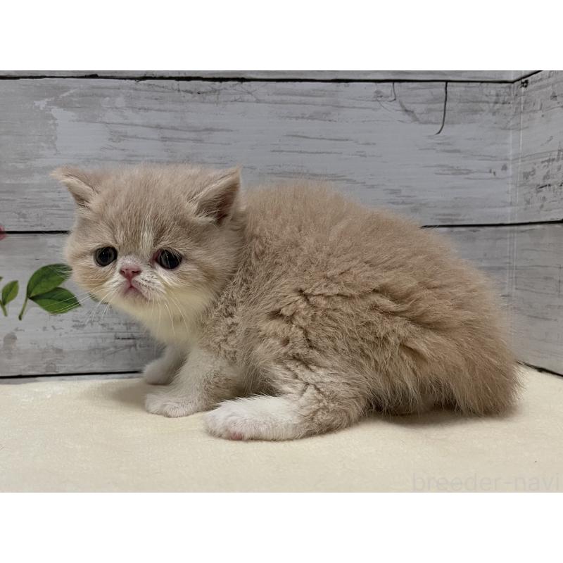 販売中の山梨県のエキゾチックショートヘア-124817の9枚目