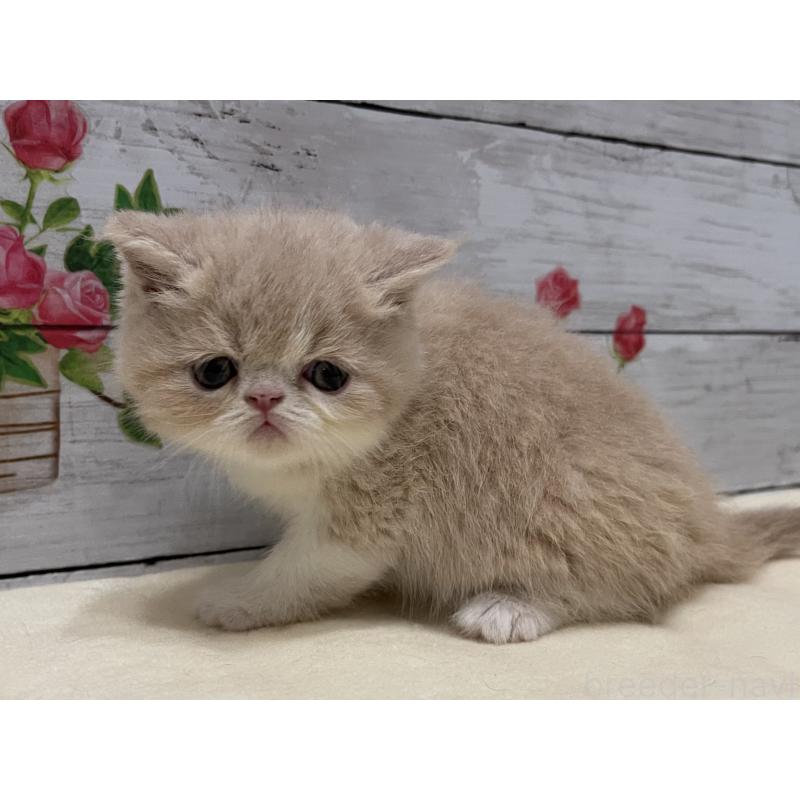 販売中の山梨県のエキゾチックショートヘア-124817の6枚目