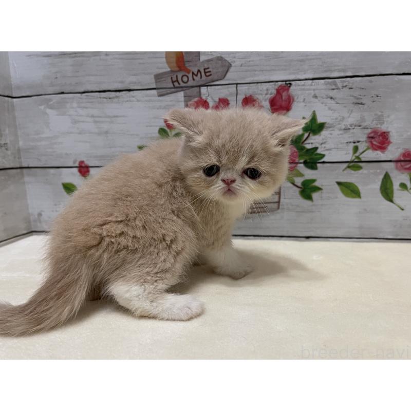 販売中の山梨県のエキゾチックショートヘア-124817の5枚目