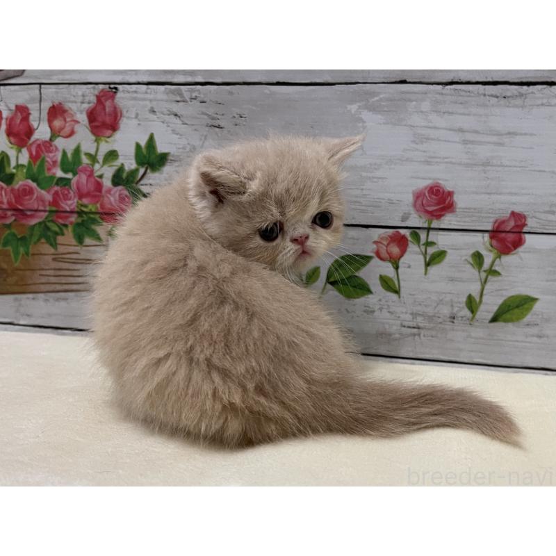 販売中の山梨県のエキゾチックショートヘア-124817の4枚目