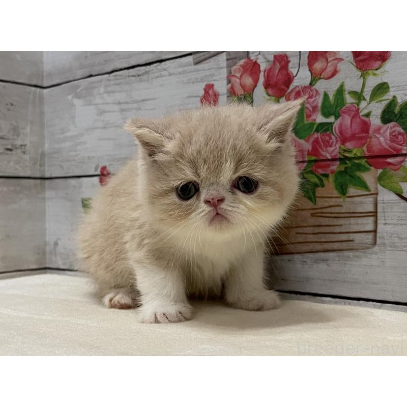 販売中の山梨県のエキゾチックショートヘア-124817の1枚目