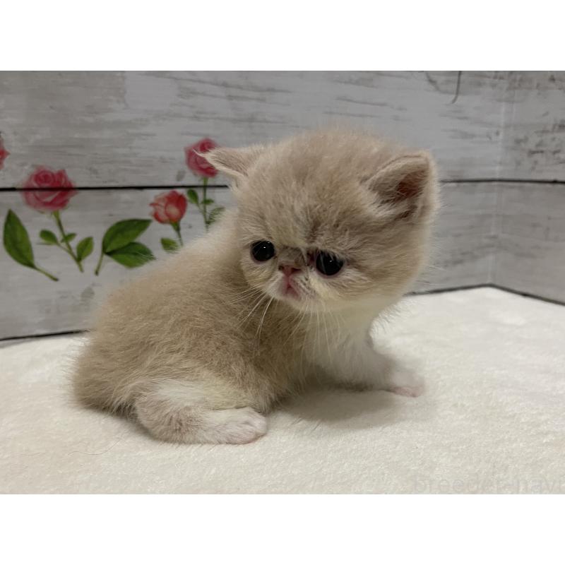 販売中の山梨県のエキゾチックショートヘア-124818
