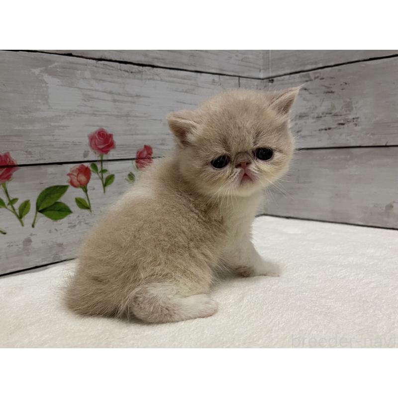 販売中の山梨県のエキゾチックショートヘア-124818の12枚目