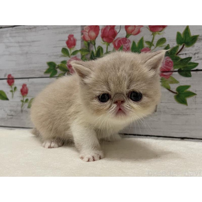 販売中の山梨県のエキゾチックショートヘア-124818の10枚目