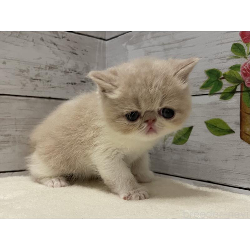 販売中の山梨県のエキゾチックショートヘア-124818の9枚目